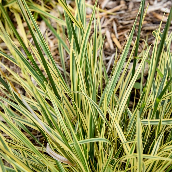 PERFECT EDGING FESCUE
