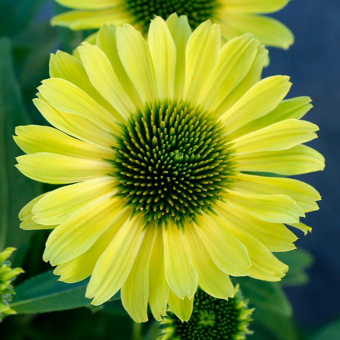 KISMET® KIWI CONEFLOWER