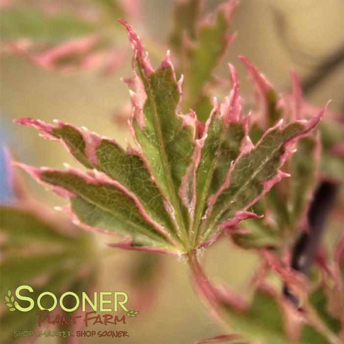 MAMA FU JAPANESE MAPLE