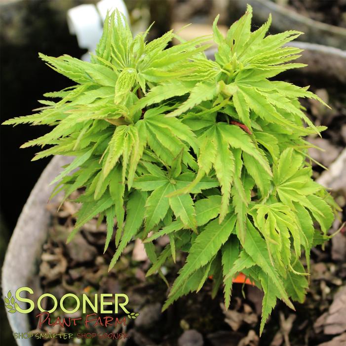 TATTOO DWARF JAPANESE MAPLE