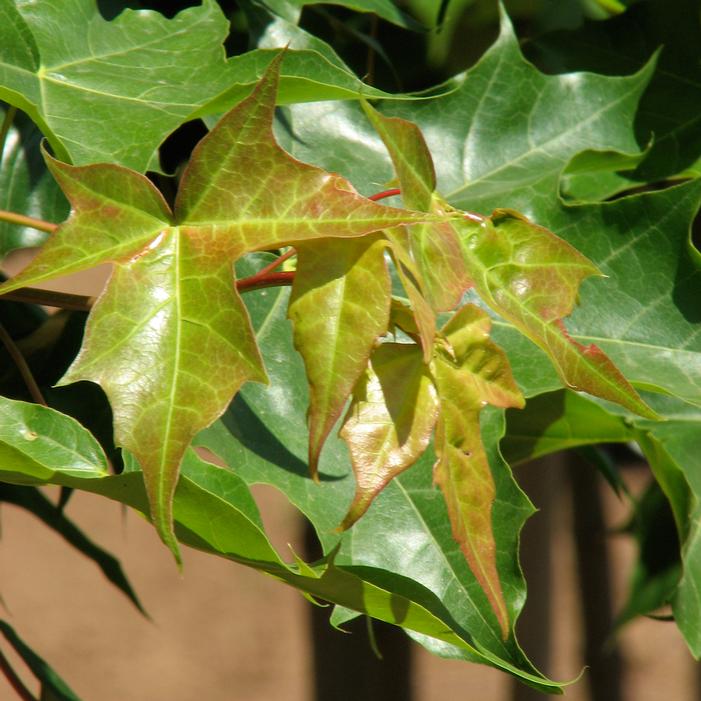PACIFIC SUNSET® MAPLE