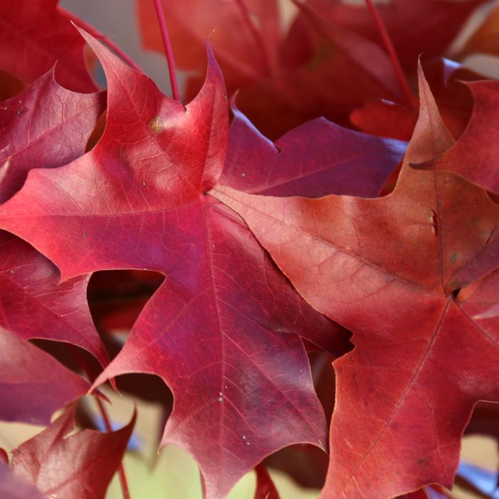 RUBY SUNSET® MAPLE