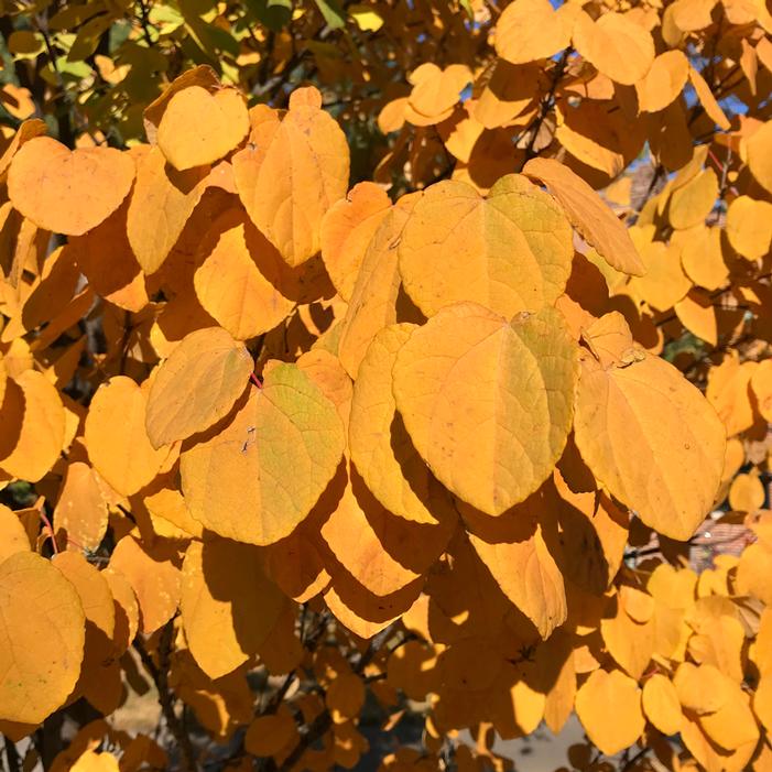 KOOLKAT® KATSURA TREE