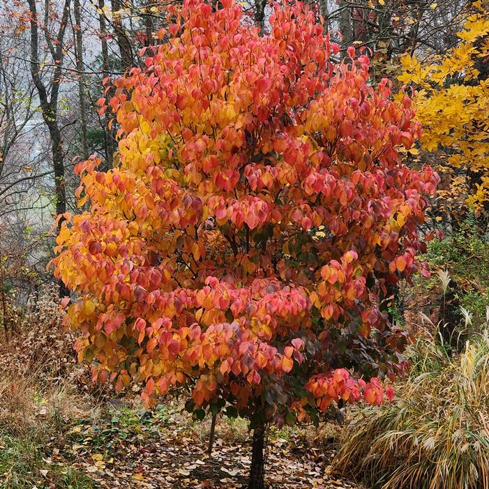CLOUDBURST™ DOGWOOD