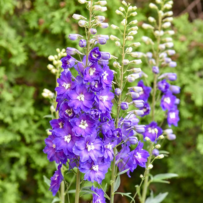 VIOLETS ARE BLUE DELPHINIUM