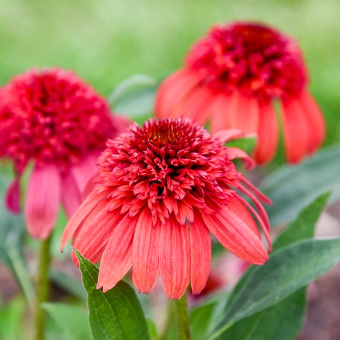 DOUBLE DIPPED® JAMBERRY CONEFLOWER
