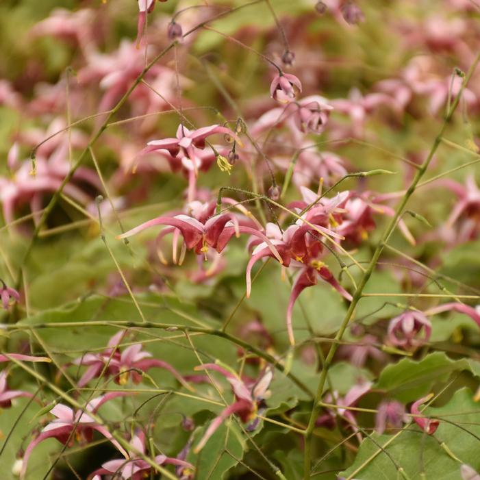HUGS AND KISSES EPIMEDIUM