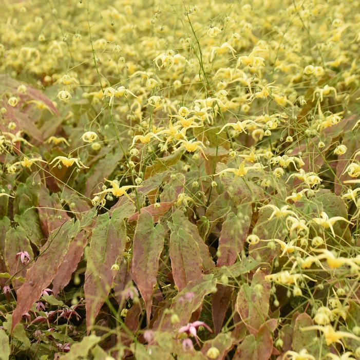 WOODLAND ELF EPIMEDIUM