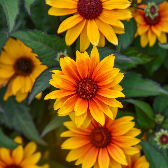 SUNDIAL FALSE SUNFLOWER
