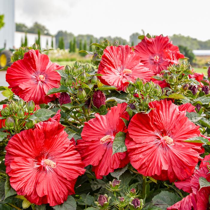 SUMMERIFIC® GARNET GLOBES HARDY HIBISCUS