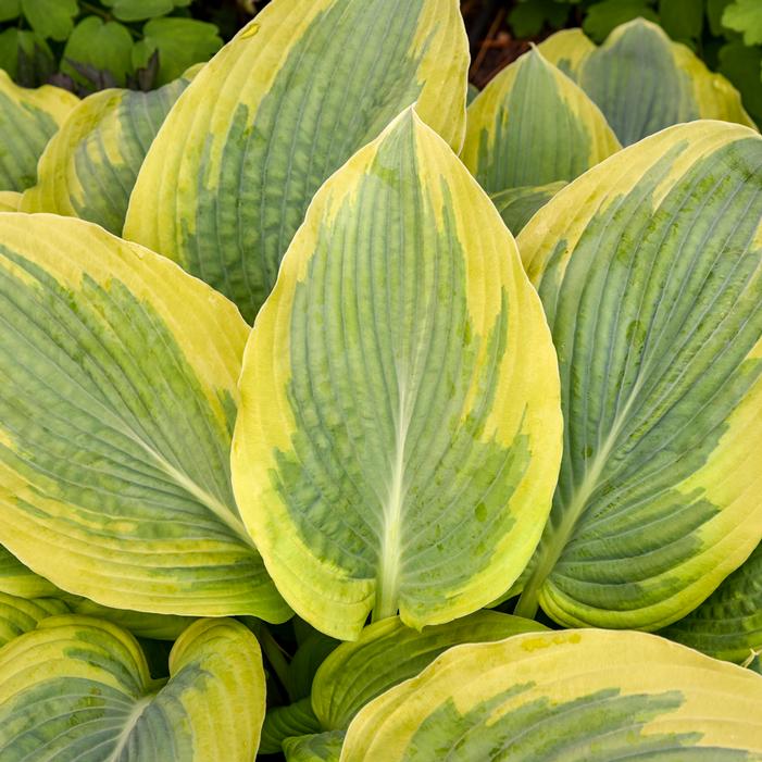 SHADOWLAND® CHANCE ENCOUNTER HOSTA