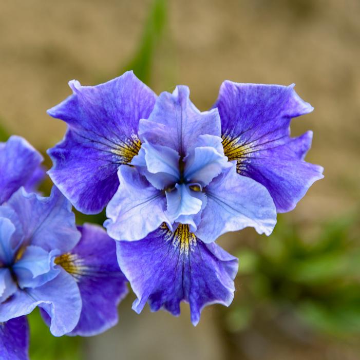TUTU BLUE SIBERIAN IRIS