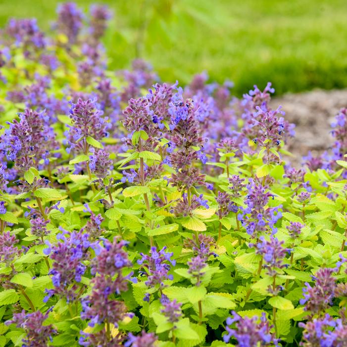 LEMON PURRFECTION CATMINT