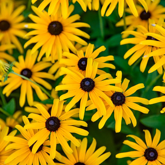 TREASURE TROVE BLACK-EYED SUSAN