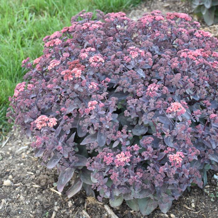 WINEBERRY DELIGHT SEDUM
