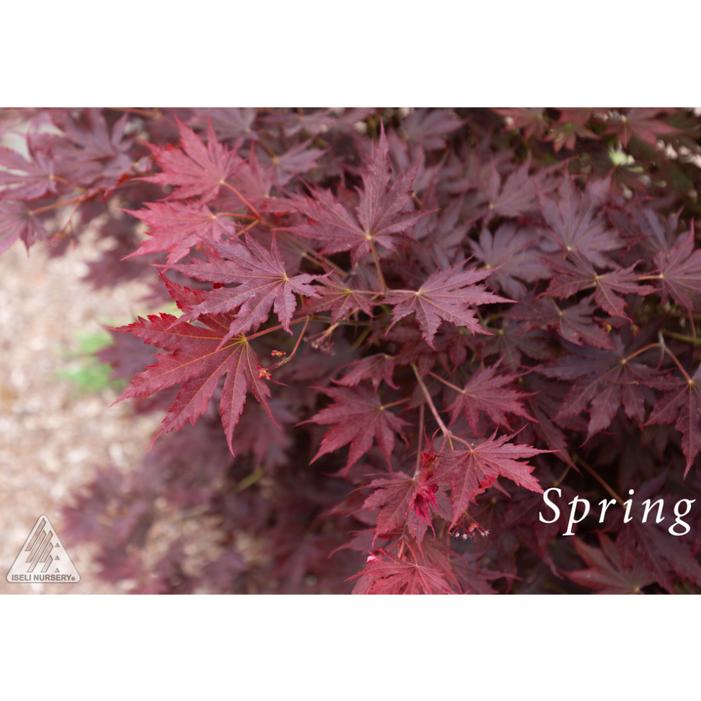 ALPENGLOW® MAPLE