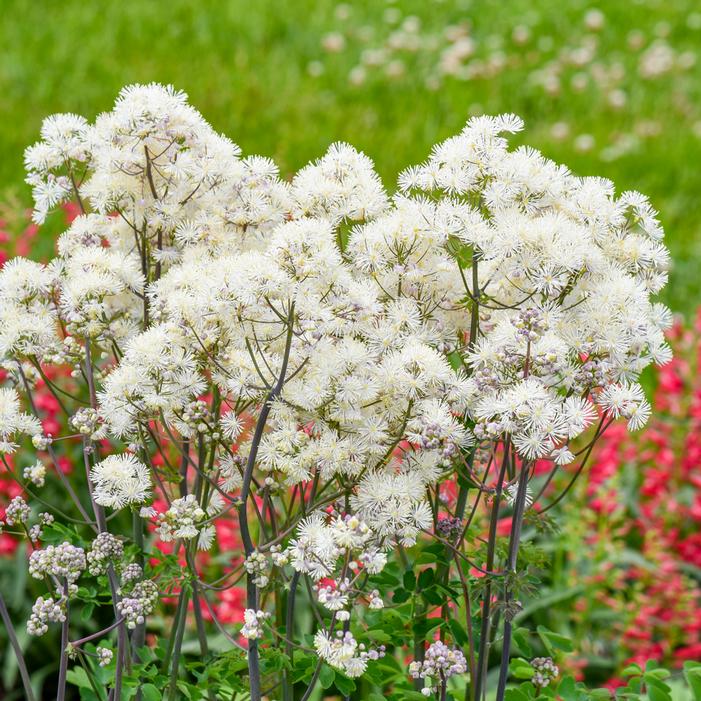 COTTON BALL MEADOW RUE