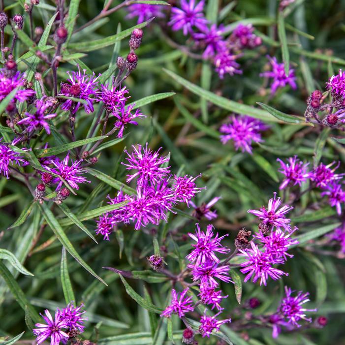 PRAIRIE PRINCESS IRONWEED