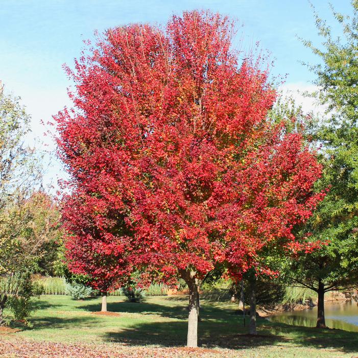 OCTOBER GLORY® RED MAPLE