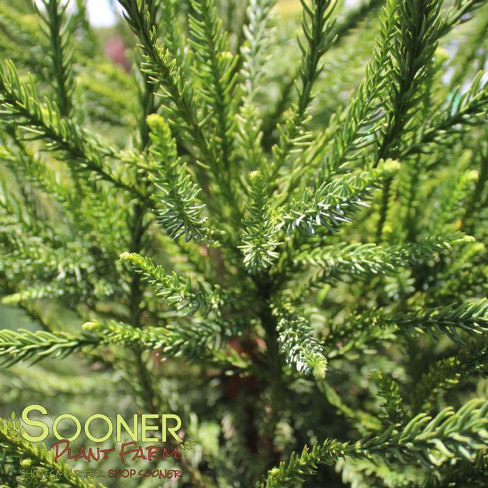 Image property of Sooner Plant Farm, Inc.