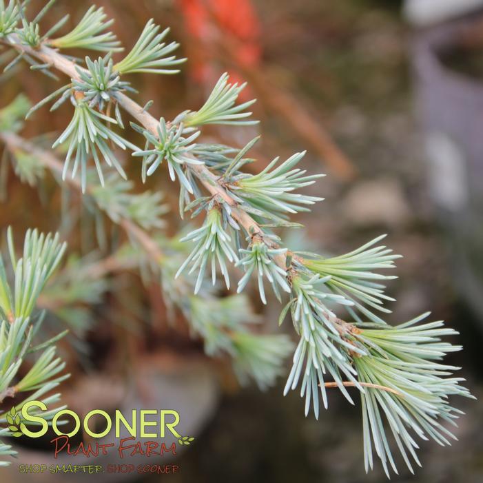 ICE RAIN DEODAR CEDAR