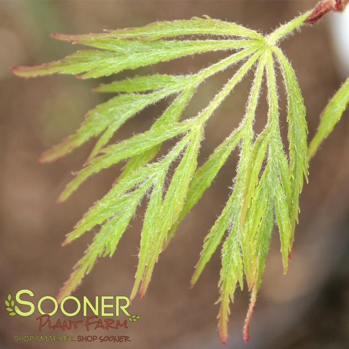 DR. BROWN DWARF WEEPING JAPANESE MAPLE