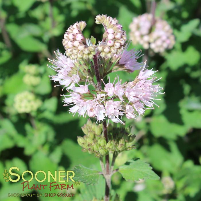 PAVILION™ PINK BLUEBEARD