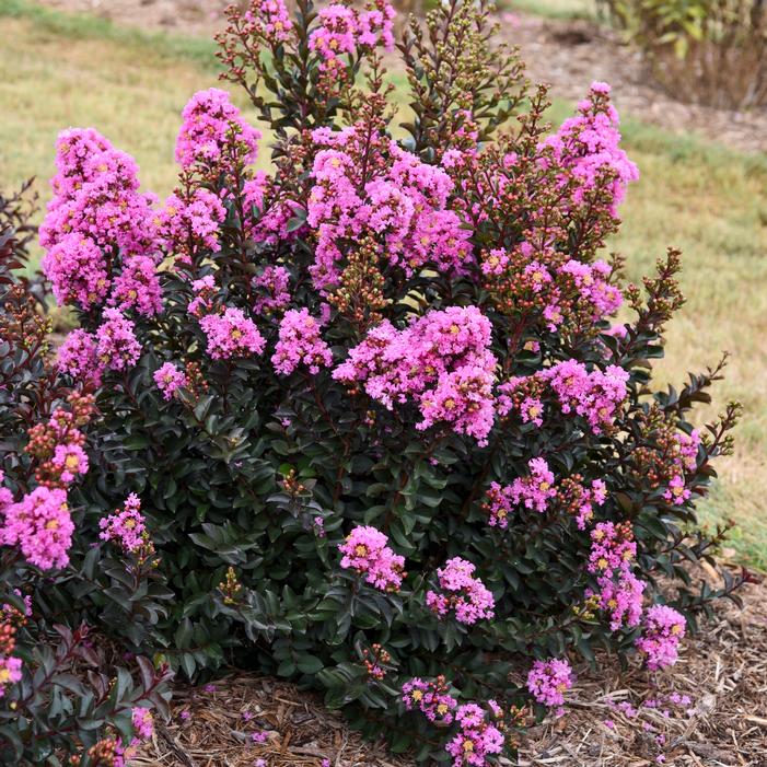 BARISTA® SWEET MACCHIATO CRAPEMYRTLE