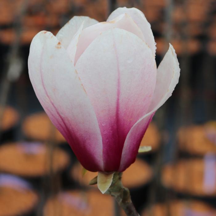 PATIENCE™ MAGNOLIA