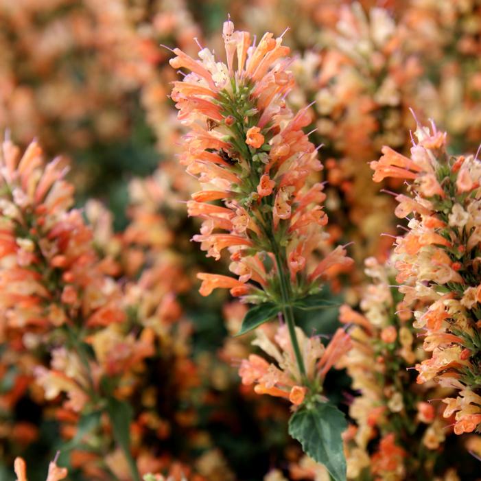 PEACH PEARL HYSSOP