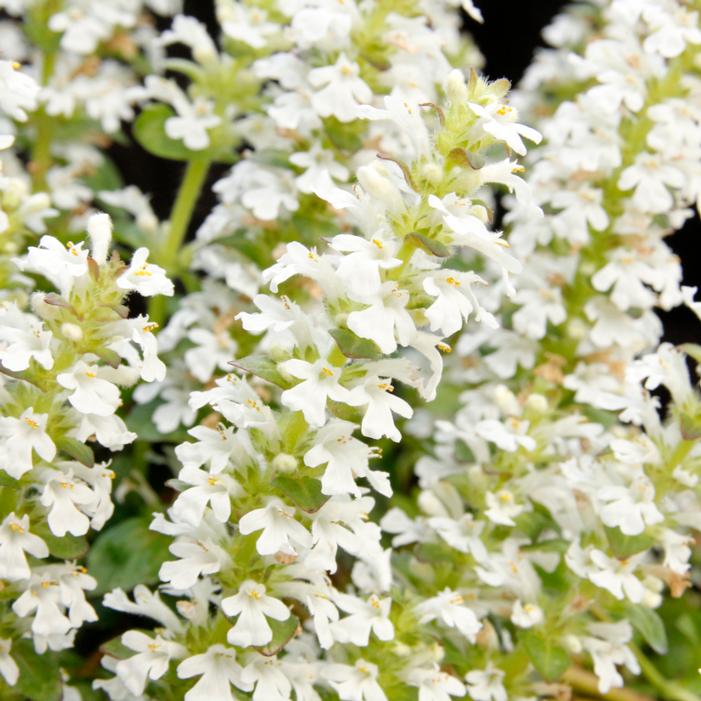 NOVA® WHITE AJUGA