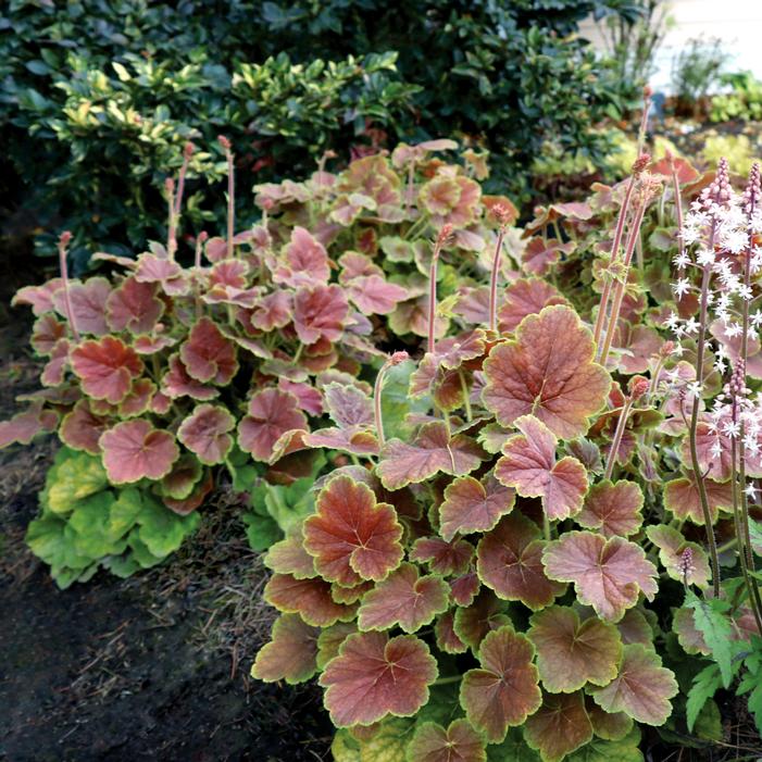 NORTHERN EXPOSURE™ SIENNA CORAL BELLS