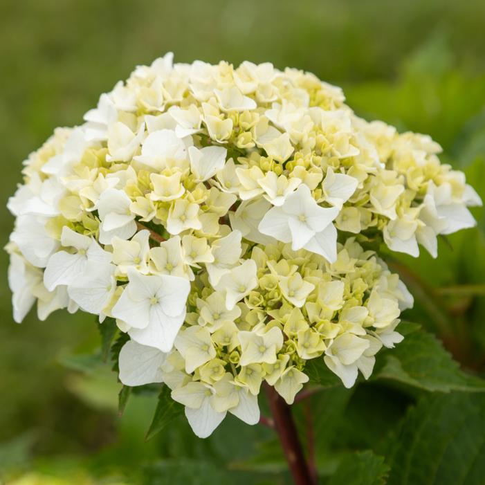ENDLESS SUMMER® DREAMCLOUD® HYDRANGEA