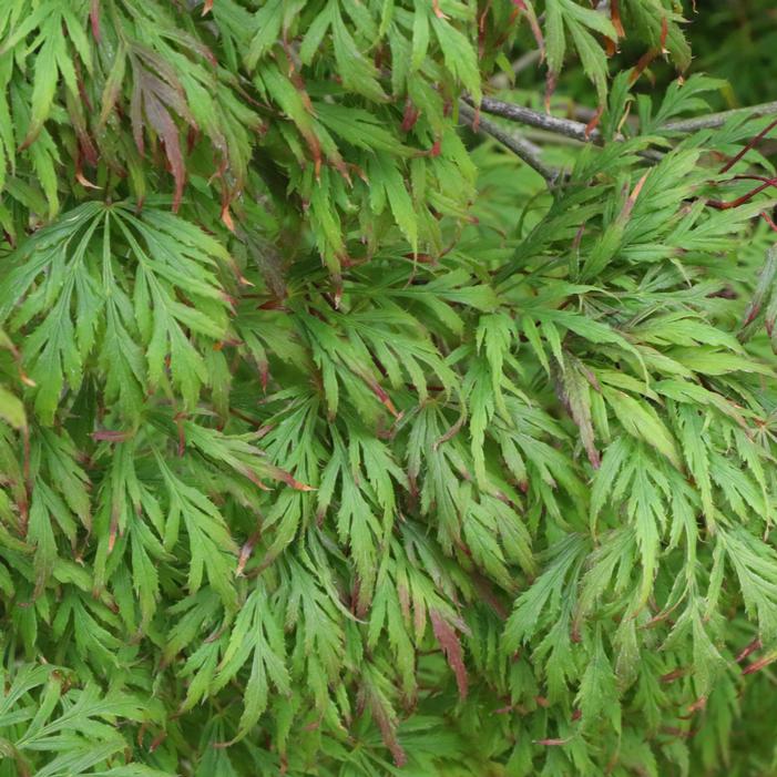 UNCOMMON THREAD™ JAPANESE MAPLE