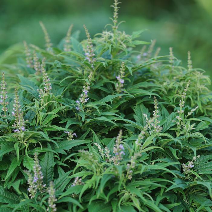 FEATHERMAN™ CHASTE TREE