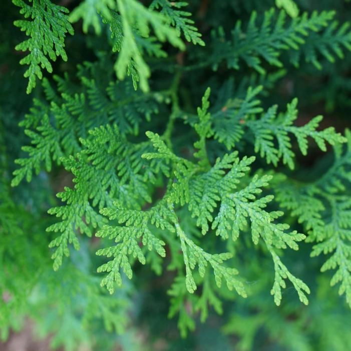 SASQUATCH DARK GREEN™ ARBORVITAE
