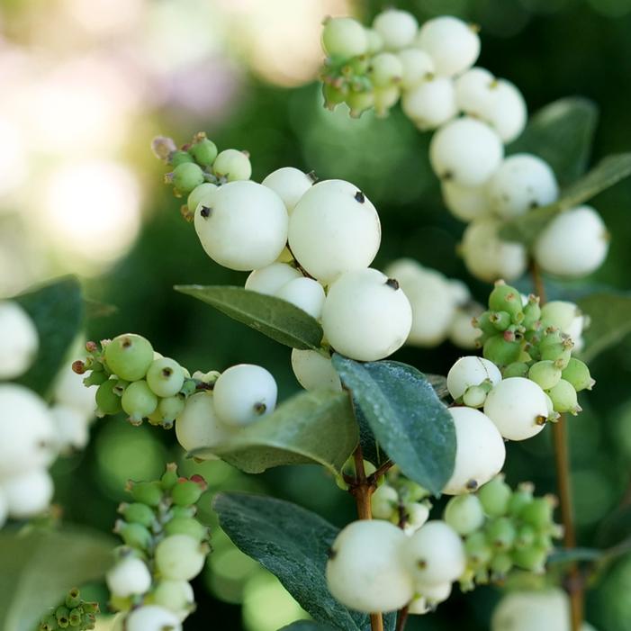 PROUD BERRY PEARL™ SNOWBERRY