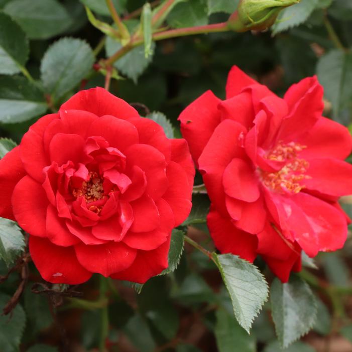 OSO EASY® PATHFINDER™ RED ROSE