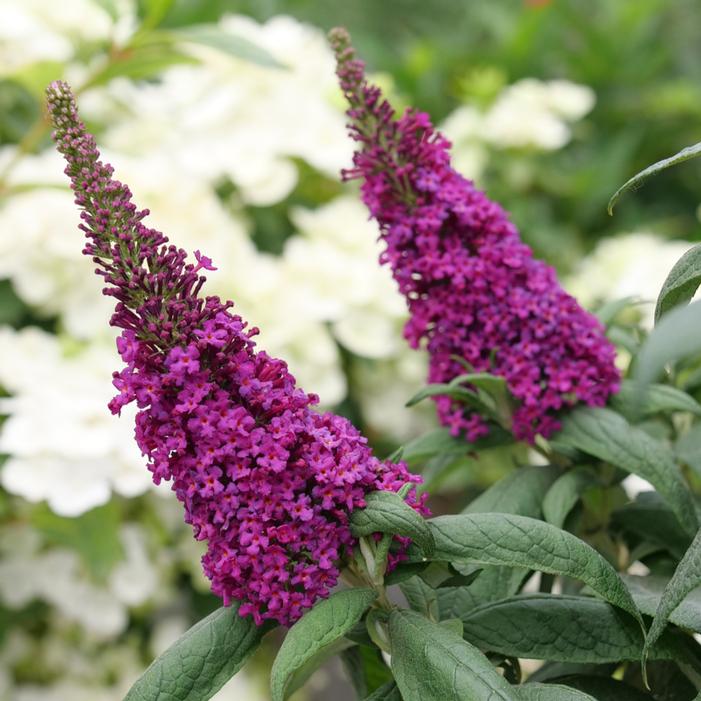 PUGSTER PICO PUNCH™ BUTTERFLY BUSH
