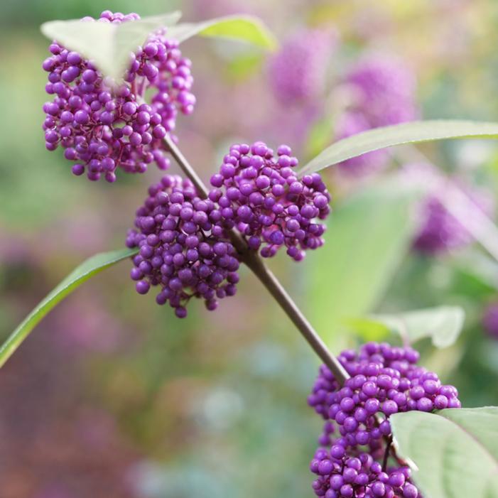 BUBBLE UP™ BEAUTYBERRY