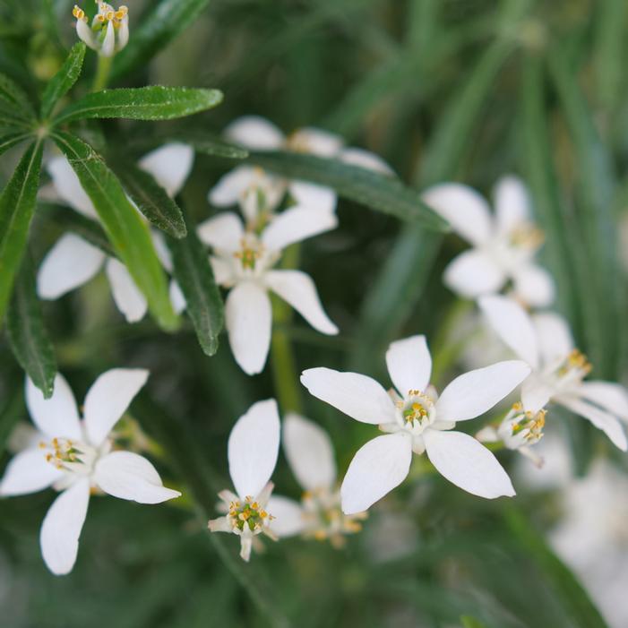 PINBALL BLIZZARD™ MEXICAN ORANGE