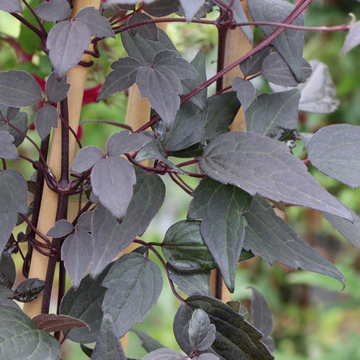 MOONGATE MOCHA™ CLEMATIS