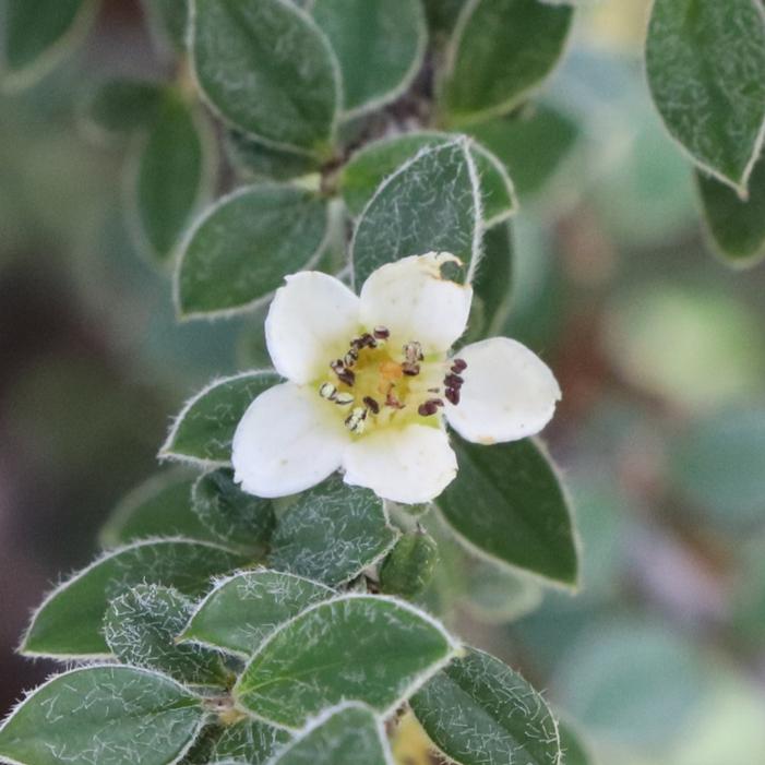 SILVERSTONE™ COTONEASTER
