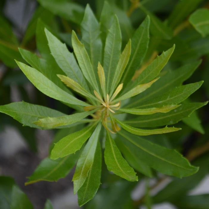 BAYSIDE BONITO® WAXMYRTLE