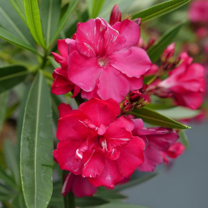 ¡OLÉ!® BICOLOR OLEANDER
