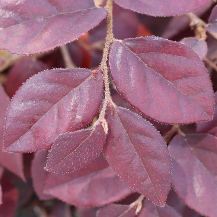 JAZZ HANDS® VELVET LOROPETALUM