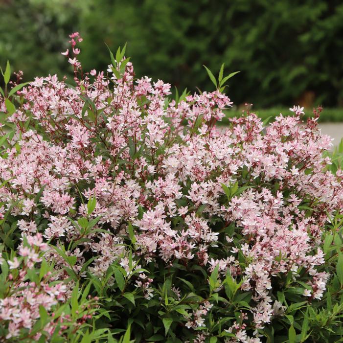 YUKI CHERRY BLOSSOM® 2.0 DEUTZIA