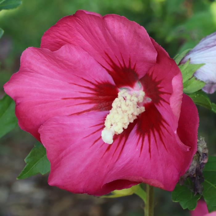 PARAPLU® RED ALTHEA