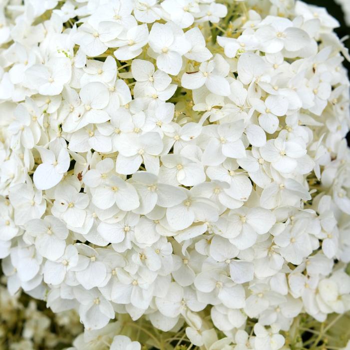 INVINCIBELLE® WEE WHITE 2.0 HYDRANGEA