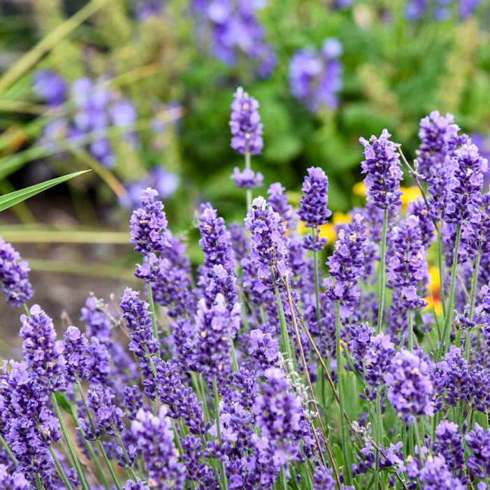 SUMMER SERENADE LAVENDER